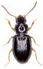 Tachyura parvula